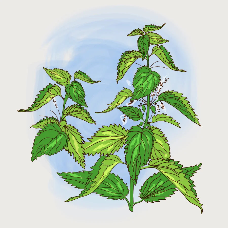 Листа от коприва (Urtica dioica)