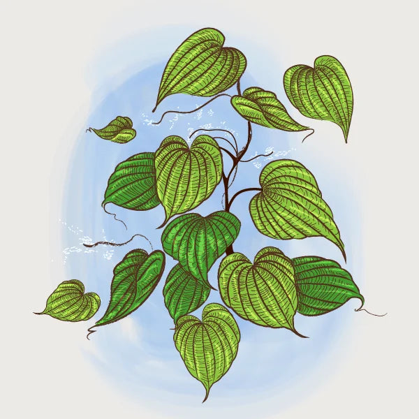 Корен от див ям (Dioscorea villosa)